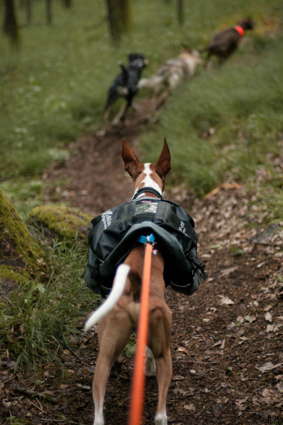 Amundsen Pro-Dog Backpack