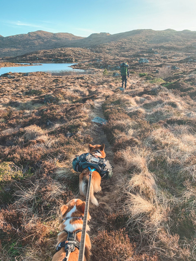 Amundsen Pro-Dog Backpack