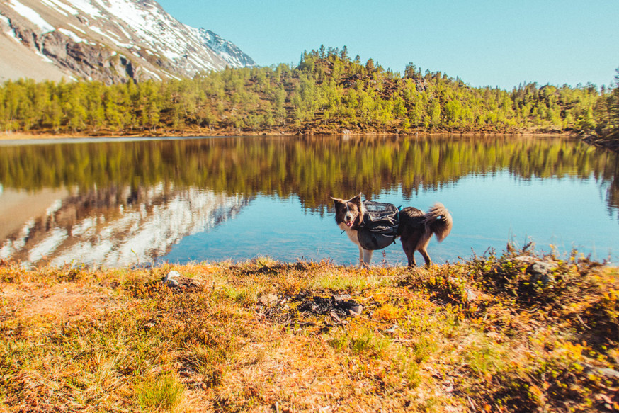 Amundsen Pro-Dog Backpack