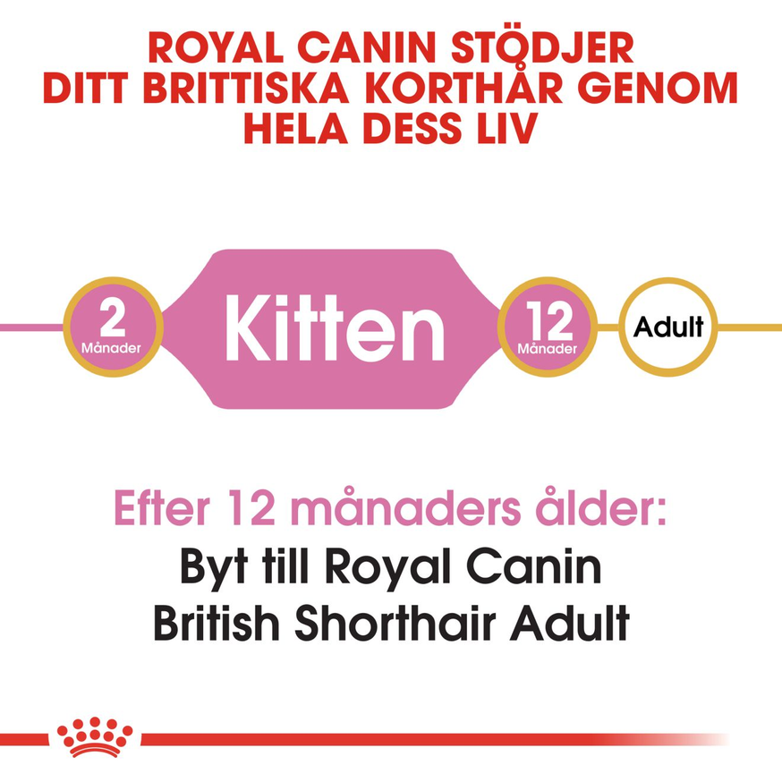 British Shorthair Torrfoder för Kattunge