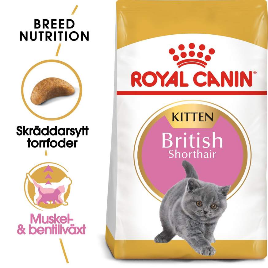 British Shorthair Torrfoder för Kattunge