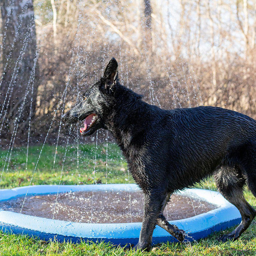 Dog Splash Pool