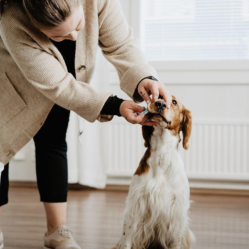 Dräktighetstest för Hemmabruk till Hund