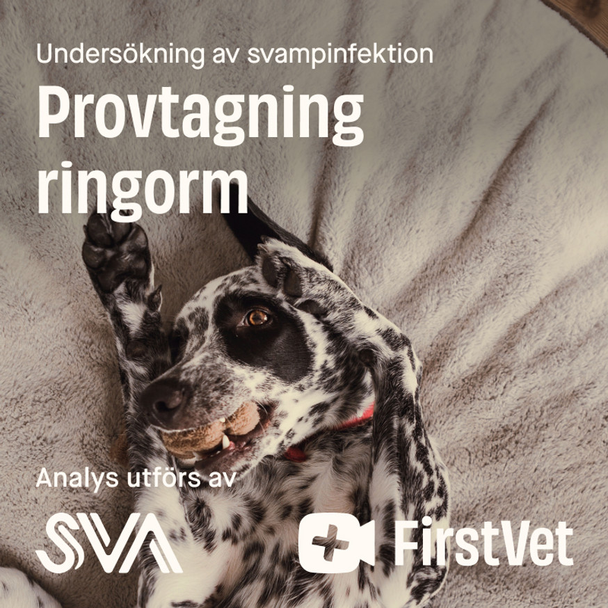 Provtagning Ringorm för Hund