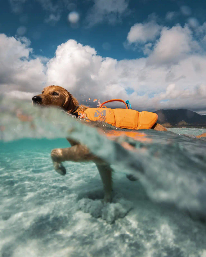 Projector Life Jacket Flytväst Hund