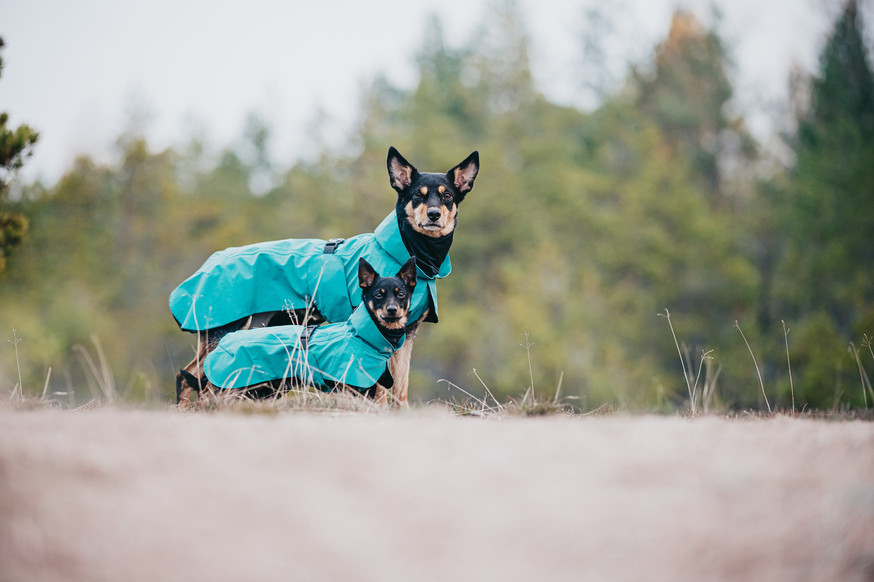 Reflekterande Regnjacka Hund, Emerald