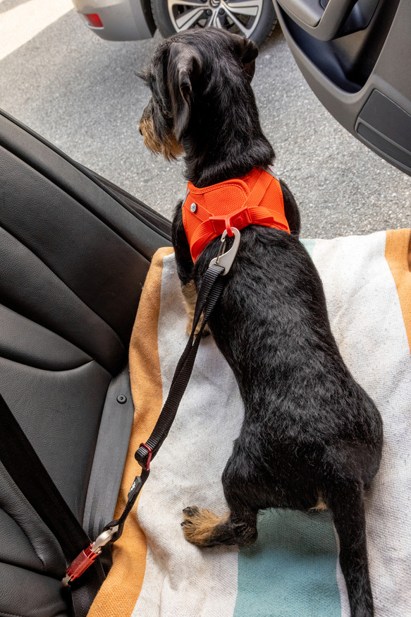 Car Safety Belt Säkerhetsbälte till Hund