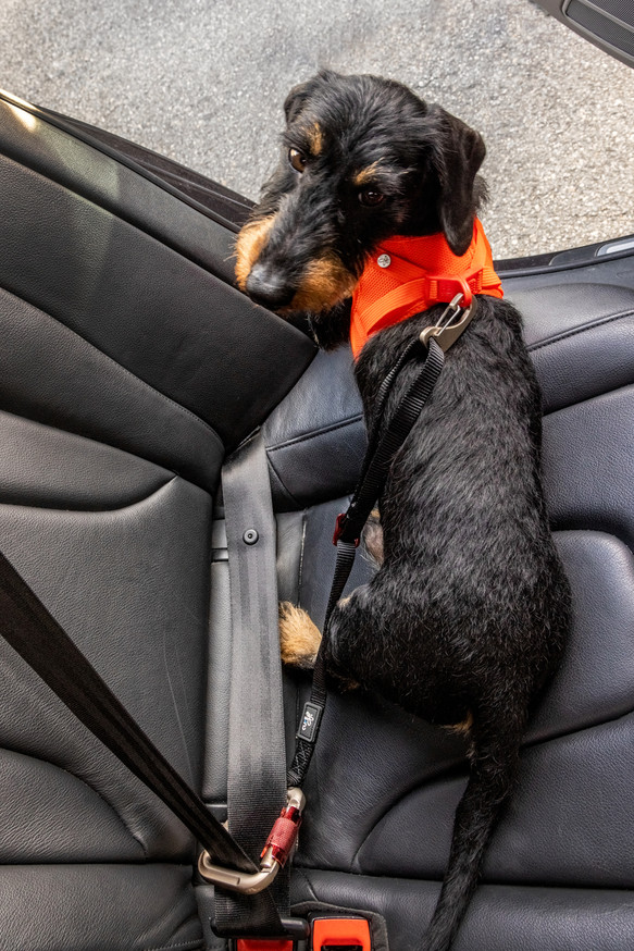 Car Safety Belt Säkerhetsbälte till Hund