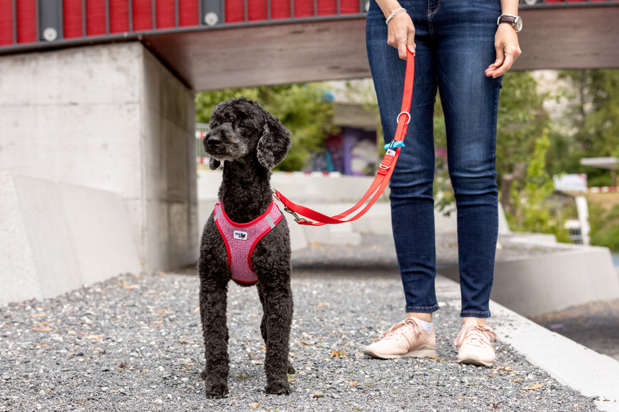 Adjustable Leash Nylon Vävt Justerbart Hundkoppel - Red Medium, Red Large