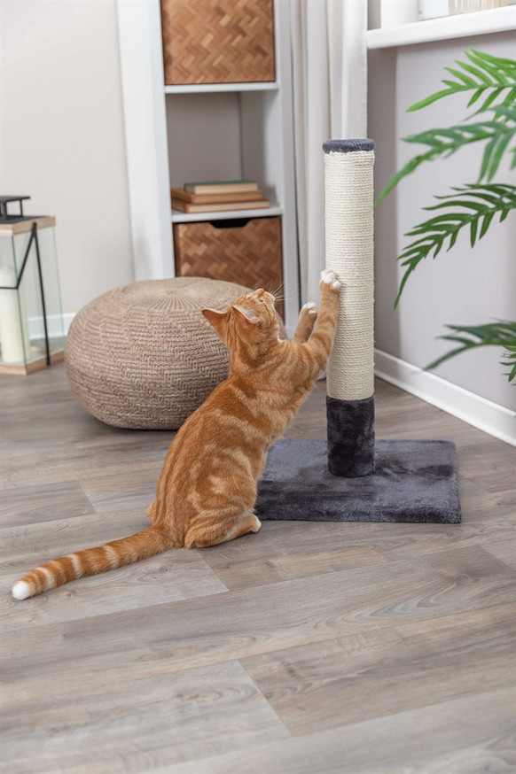 Klöspelare Batres Till Katt