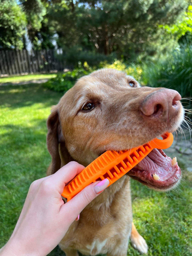 Dentalben Hund - Orange
