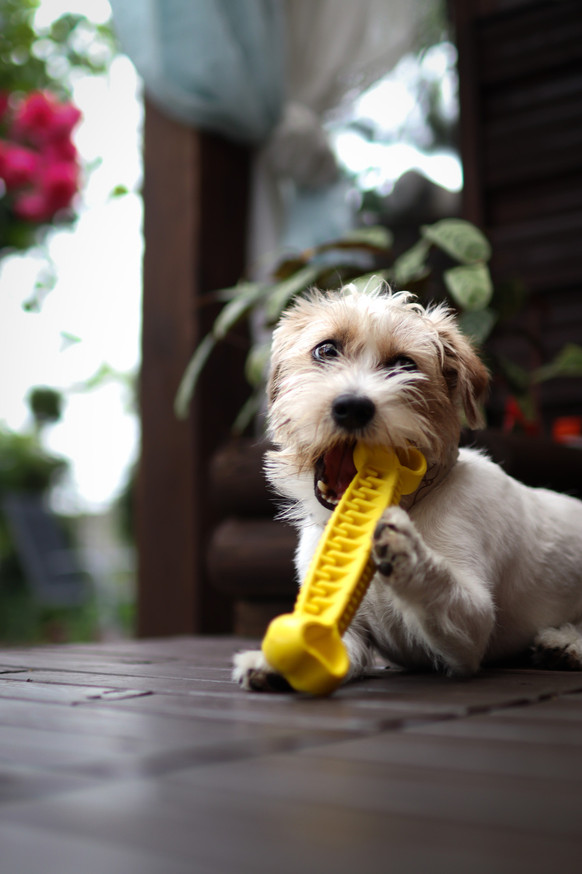 Dentalben Hund - Gul