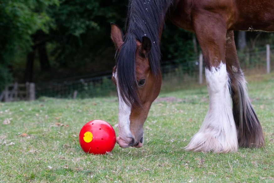 Snak-A-Ball Aktiveringsleksak till Häst