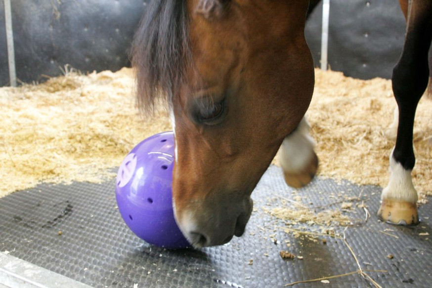 Snak-A-Ball Aktiveringsleksak till Häst