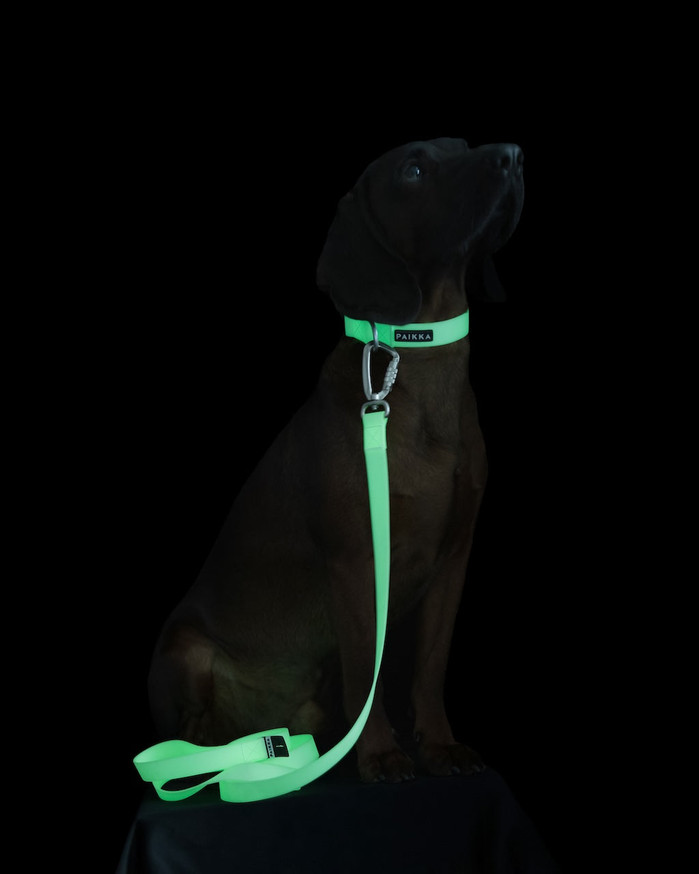 Glow Collar Självlysande Hundhalsband