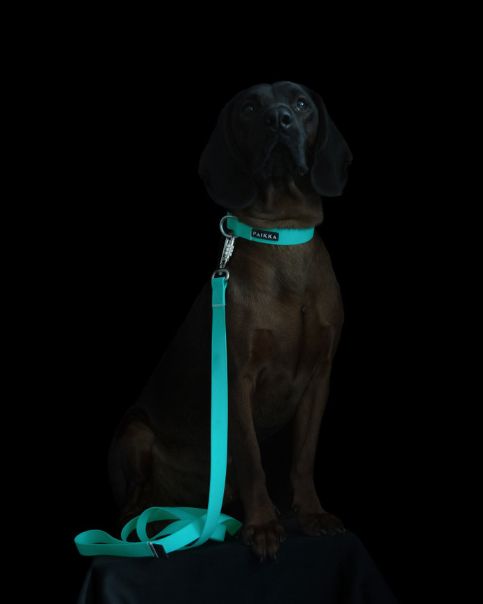 Glow Leash Självlysande Hundkoppel Aqua