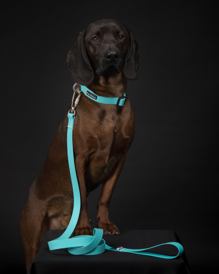 Glow Leash Självlysande Hundkoppel Aqua