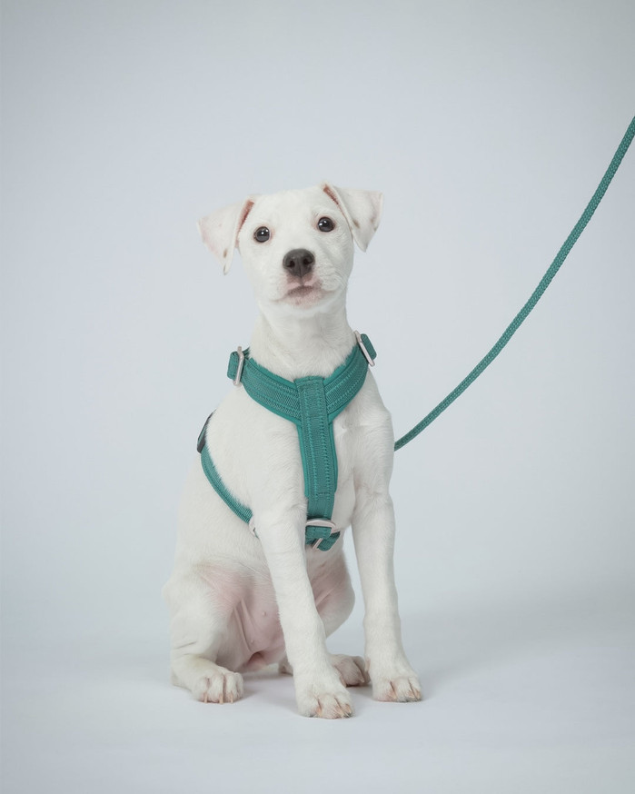 Easy Harness Reflekterande Hundsele Emerald