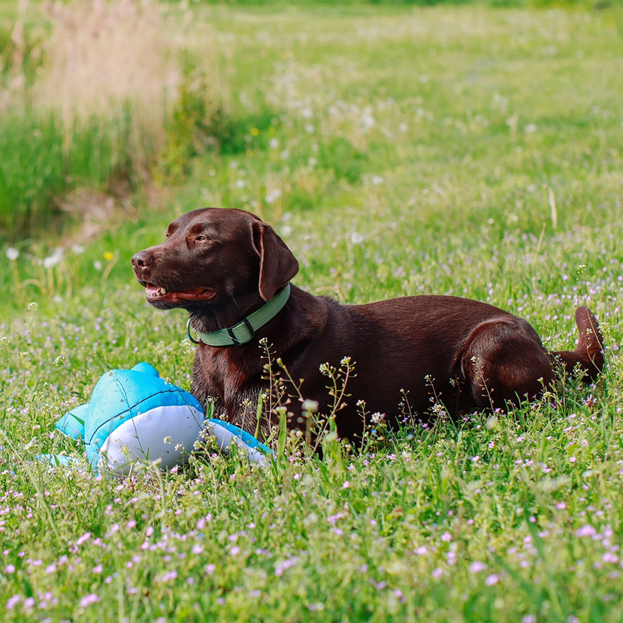 Vattenleksak Val för hund