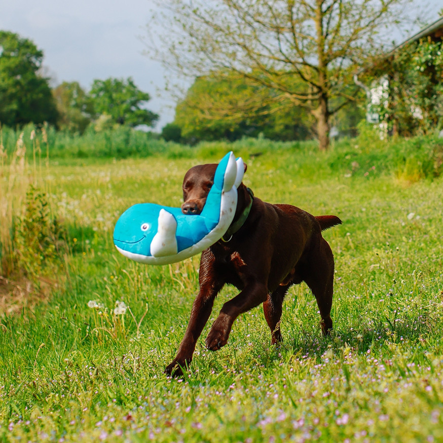 Vattenleksak Val för hund