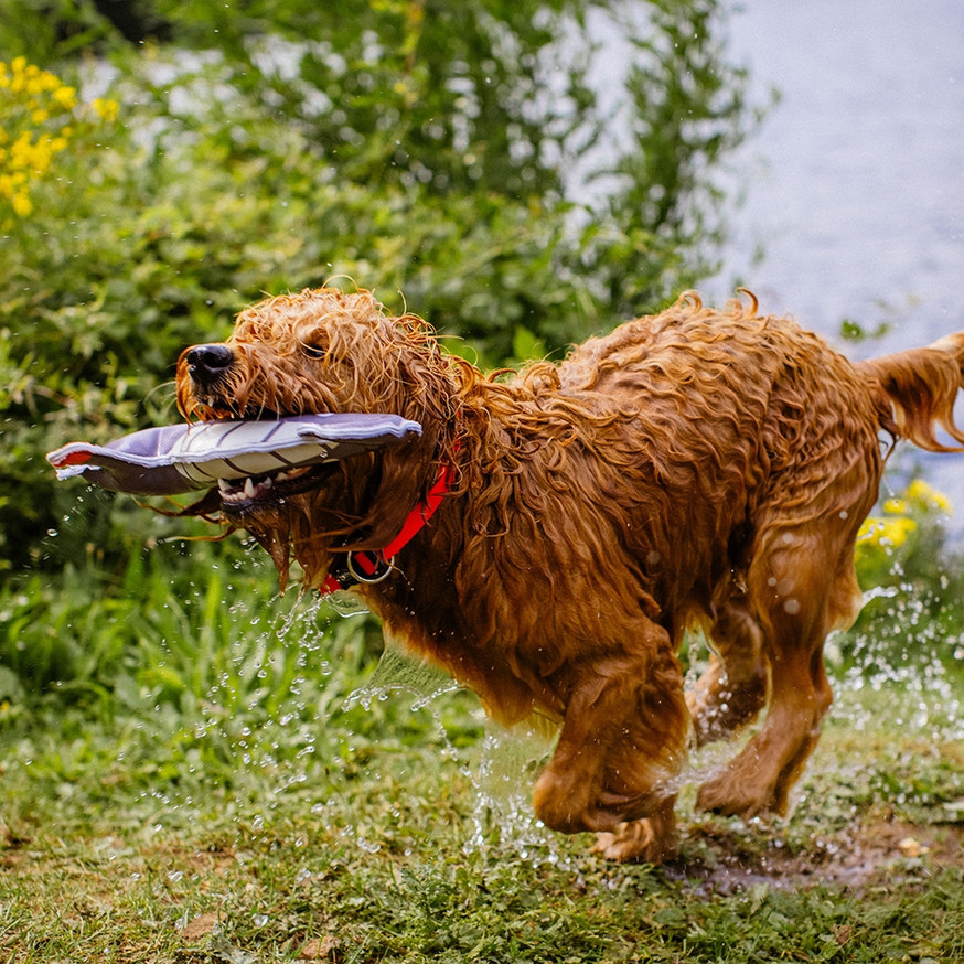 Vattenleksak Sjöhäst för hund