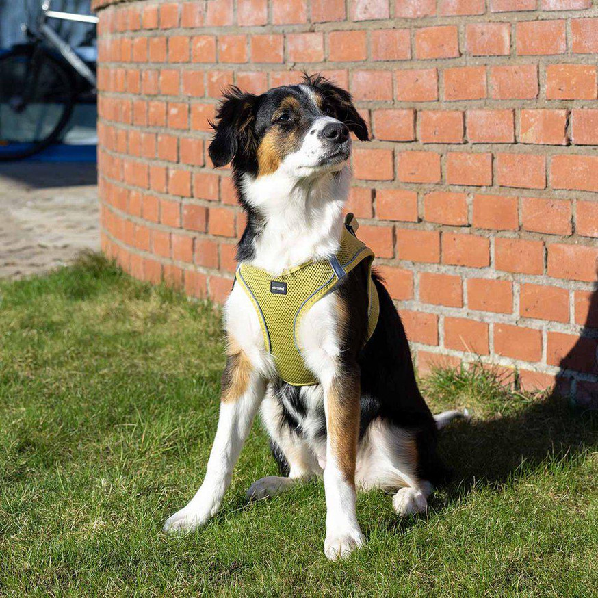 Air Mesh Sele för Hund