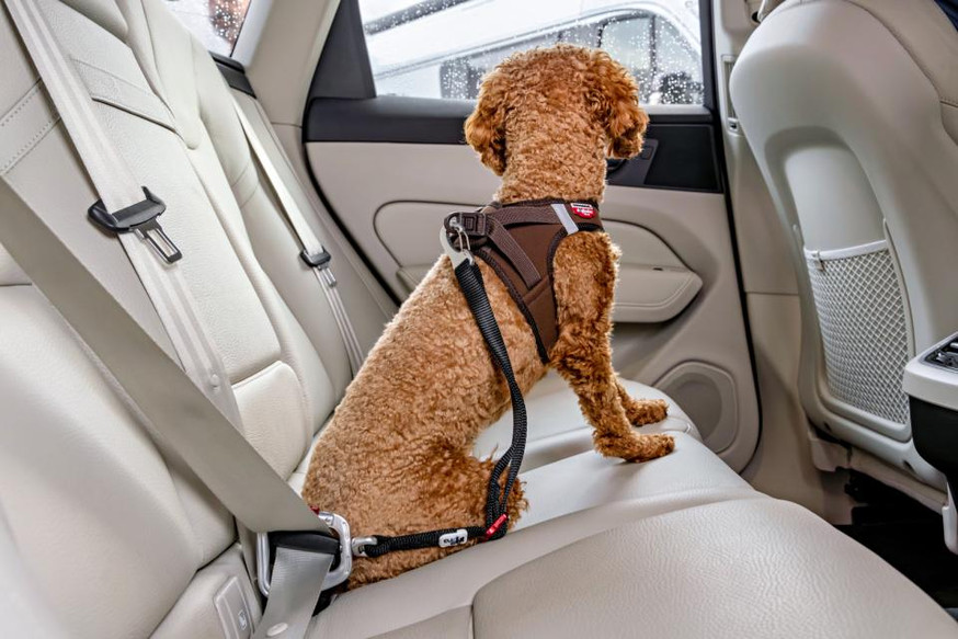Car Safety Belt Säkerhetsbälte 2.0 till Hund