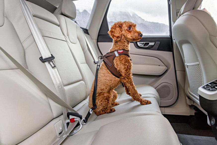 Car Safety Belt Säkerhetsbälte 2.0 till Hund