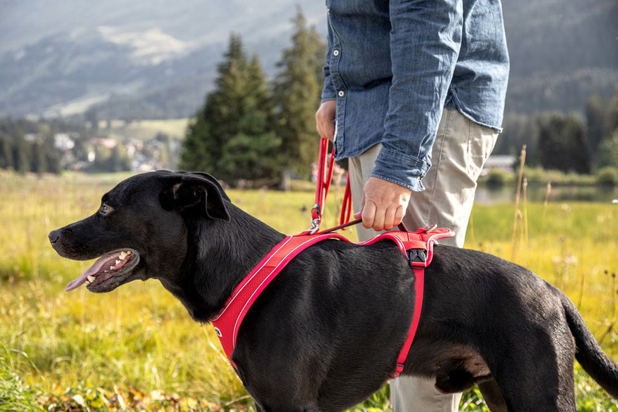 Belka Comfort V2 Hundsele, Beige