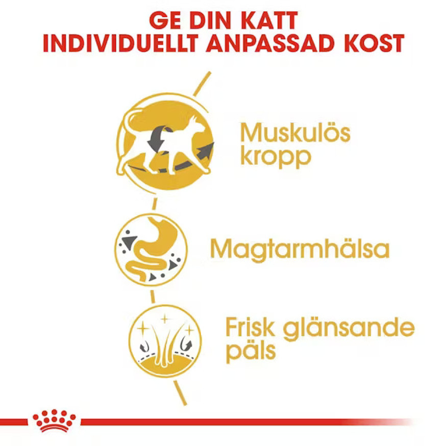 Siamese Adult Torrfoder för katt