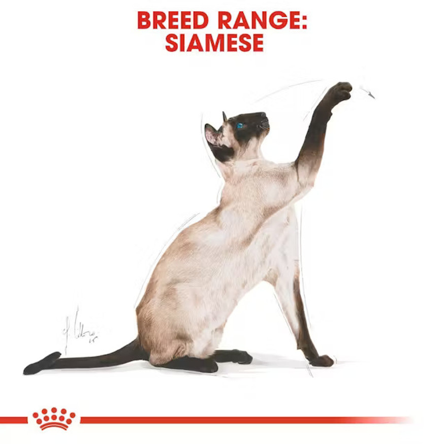 Siamese Adult Torrfoder för katt