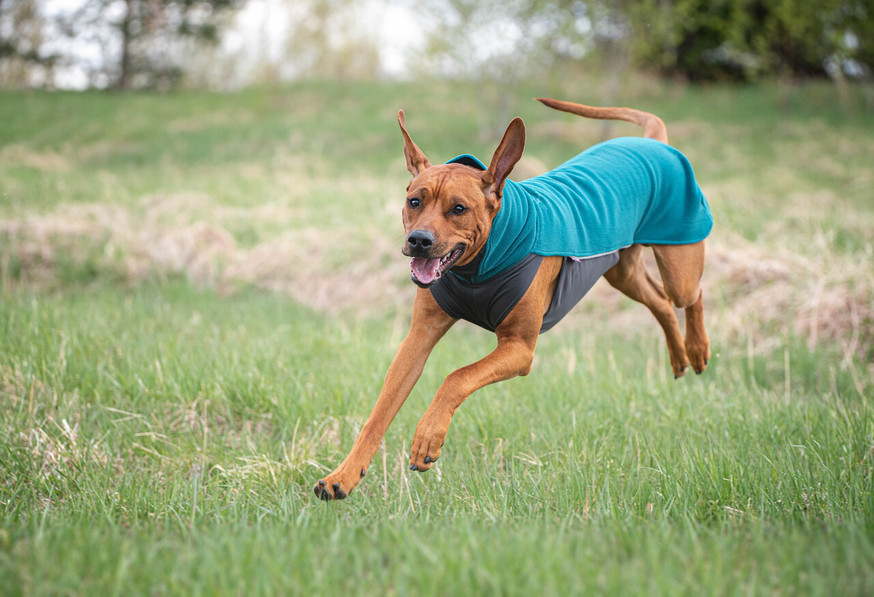 Pomppa Jumppa Fleecetäcke för Hund Graphite