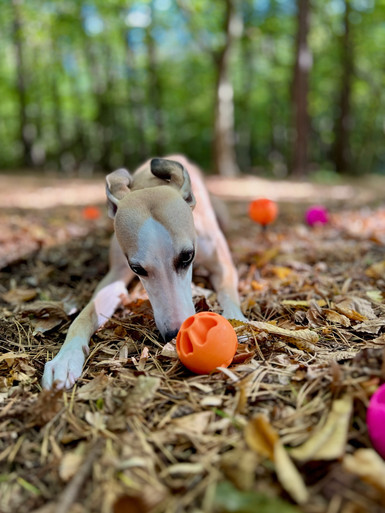 Fibooll Aktiveringsboll Snacks Gul/Orange - Orange L