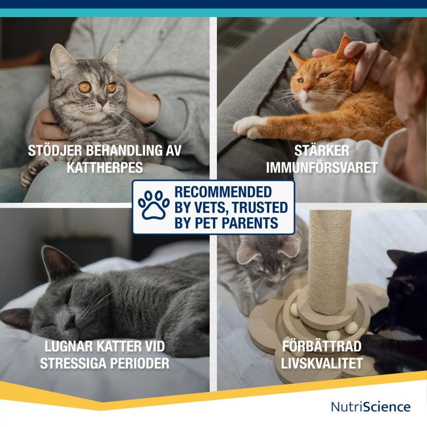 Lysin Aid till Katt och Kattunge