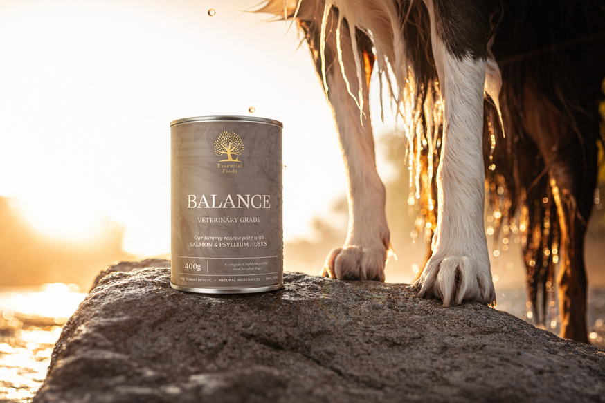 Essential Balance Paté Hundfoder