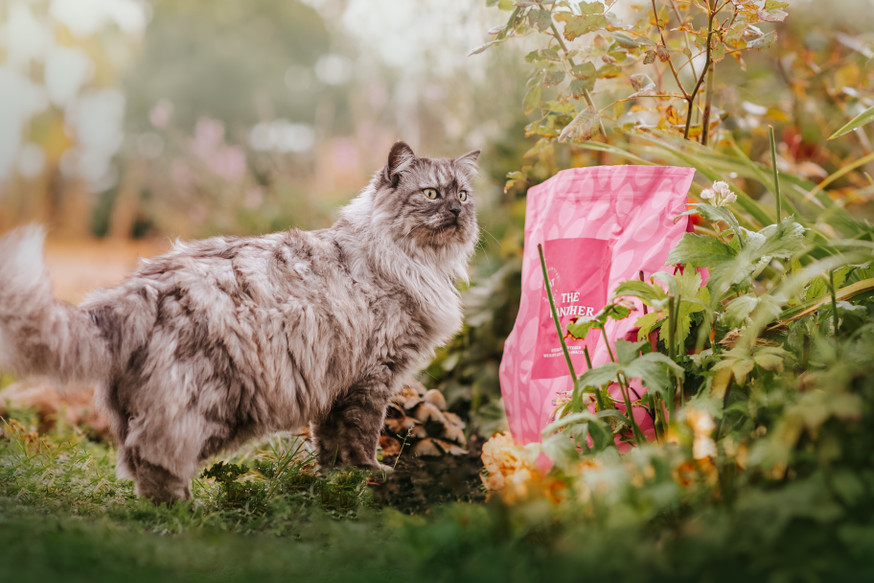 Essential Panther Torrfoder till Katt
