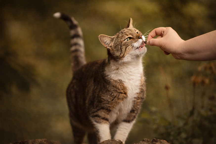 Essential The Silent Shadow Kattgodis