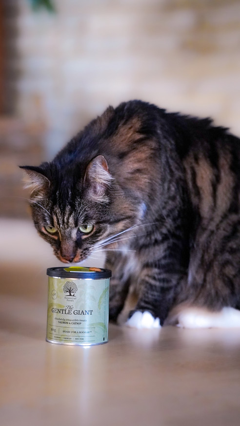 Essential The Gentle Giant Kattgodis