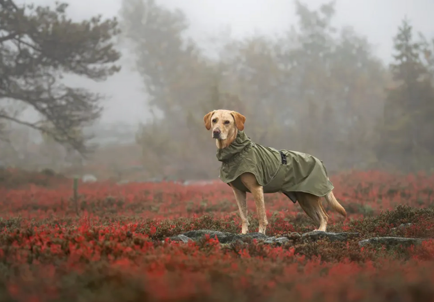 Ripple Regnjacka till Hund