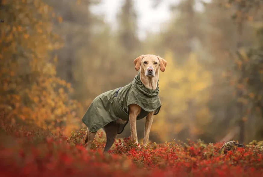 Ripple Regnjacka till Hund