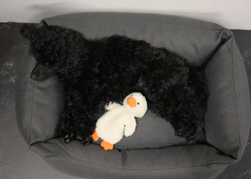 Calm Duck Hundleksak