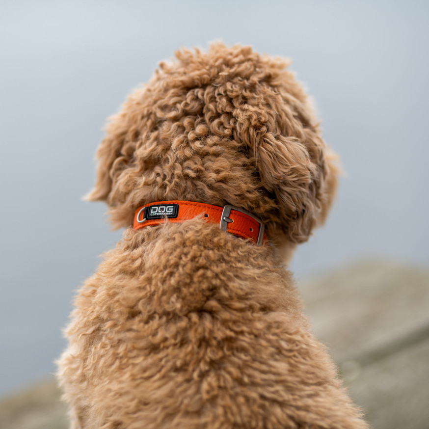 Urban Classic Hundhalsband