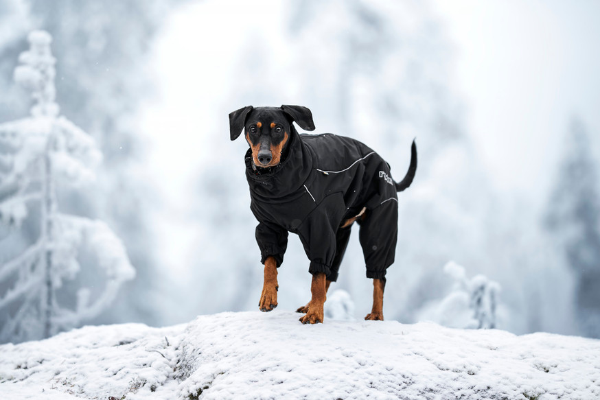 Thermal Overall Svart 2.0 till Hund