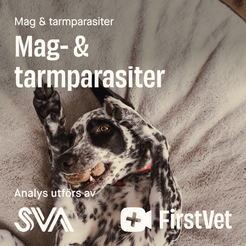 Avföringsprov mag- & tarmparasiter paket – Mag & tarmparasiter