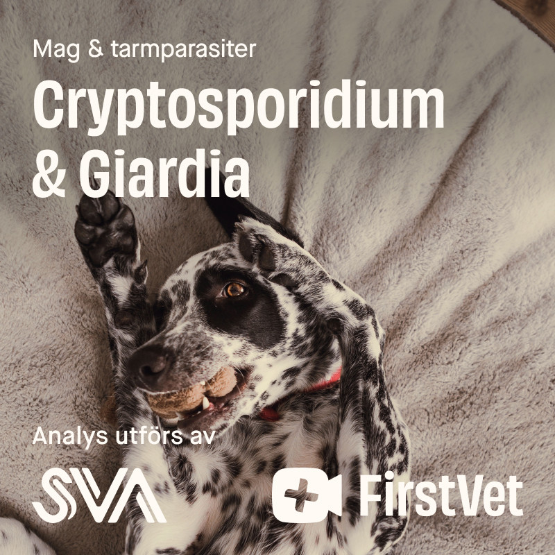 Avföringsprov Giardia och Cryptosporidium – Giardia och Cryptosporidium