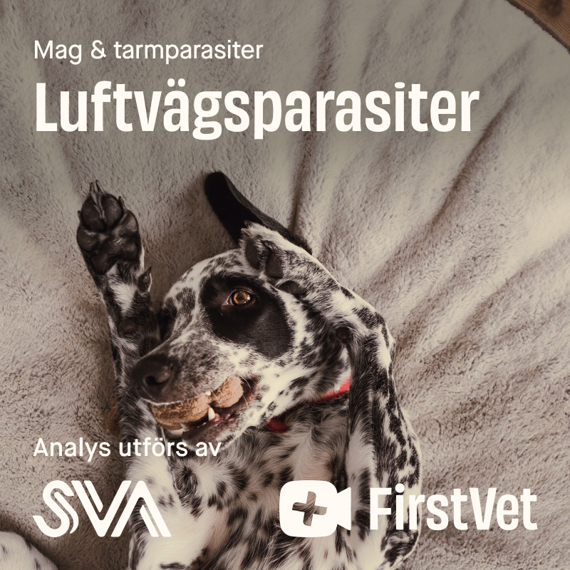 Avföringsprov luftvägsparasiter paket - Luftvägsparasit | Djurtyp - Hund - Hundapotek - Parasiter, fästingar och ohyra - Parasiter | DogStyle