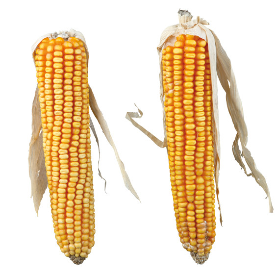 Majskolv - 2-pack Majskolv | Djurtyp - Gnagare - Gnagargodis | DogStyle