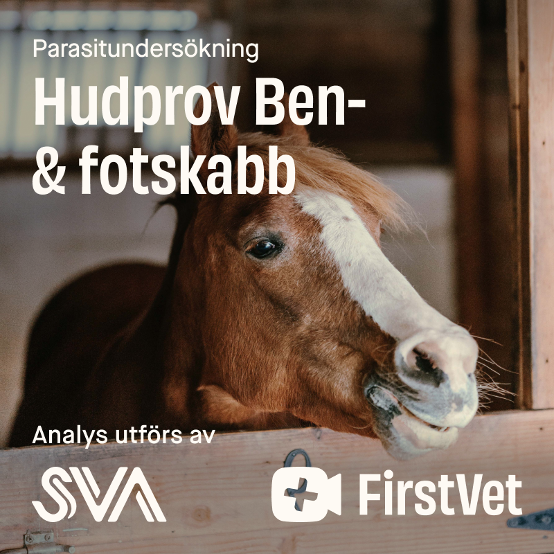 Hudprov Benskabb/fotskabb - Hudprov Ben-/fotskabb | Djurtyp - Häst - Hästapotek - Parasiter, Fästingar och Insekter - Parasiter | DogStyle