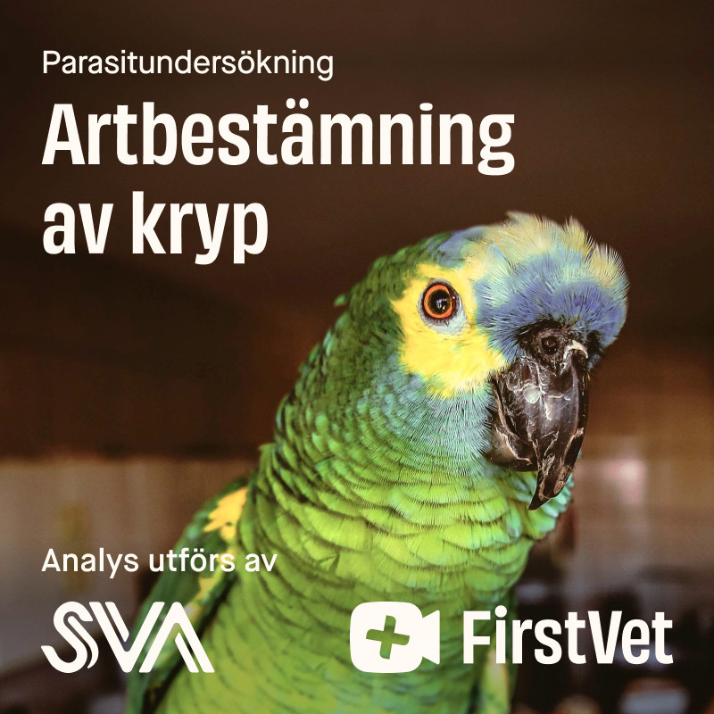 Artbestämning av kryp fågel - Artbestämning | Djurtyp - Fågel - Fågelapotek - Parasiter, fästingar, ohyra - Parasiter | DogStyle