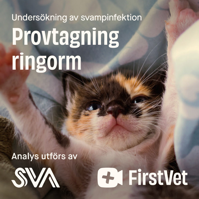 Provtagning Ringorm för Katt - Ringorm